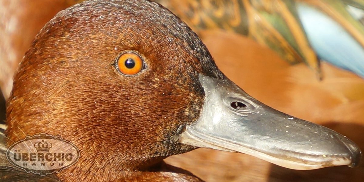 Cinnamon Teal Duck Drake Closeup